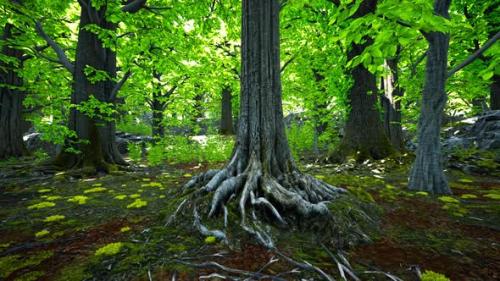 Videohive - A Majestic Tree with Impressive Roots - 48388238