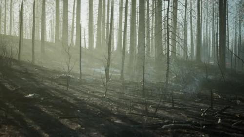 Videohive - A Burned Forest with Charred Trees and a Haunting Atmosphere - 48388245