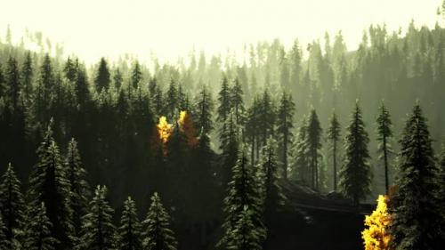 Videohive - A Dense Forest with Towering Trees Reaching Towards the Sky - 48388508