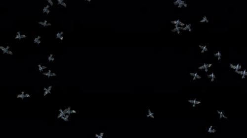Videohive - 22 Crow Bird Bat Flying 4K - 48389824