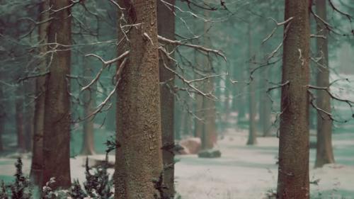 Videohive - Spruces Covered with White Fluffy Snow - 48368343