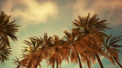 Videohive - Looking Up at Palm Trees at Surfers Paradise - 48368382
