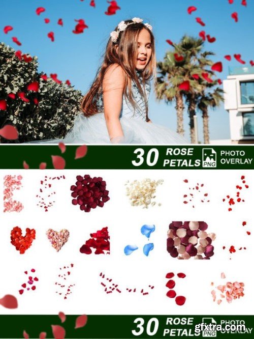 30 Rose Petals PNG Photo Overlay