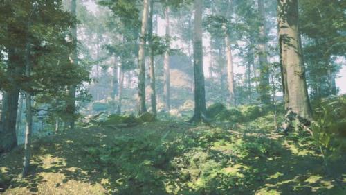 Videohive - Panoramic View of the Majestic Evergreen Forest in a Morning Fog - 48368698
