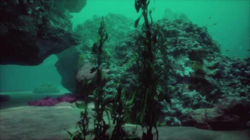 Videohive - Sea or Ocean Underwater Coral Reef - 48368889