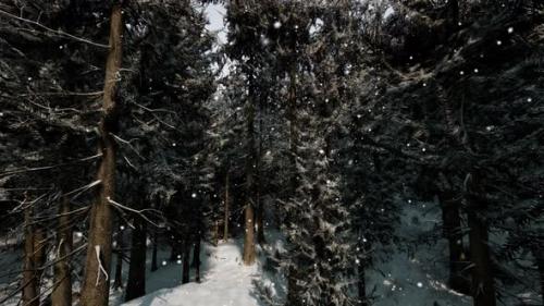 Videohive - A Winter Wonderland in a Dense Forest - 48387006