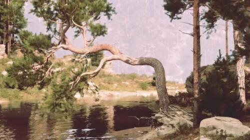 Videohive - A Majestic Tree Gracefully Leaning Over a Serene Body of Water - 48387814
