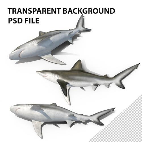 Premium PSD | Beached bignose shark png Premium PSD