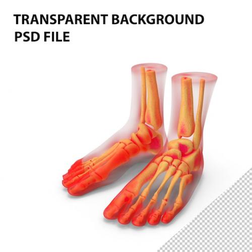 Premium PSD | Foot anatomy png Premium PSD