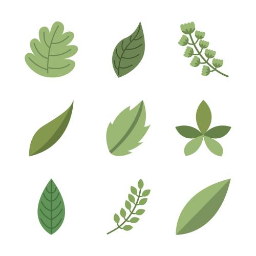 Adobe Stock - Set of 9 different green leaves isolated on white background - 124378636