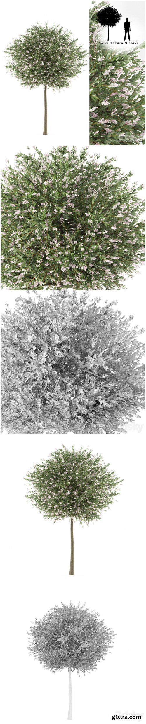Willow whole-leafed tree, Salix integra, Hakuro Nishiki #39