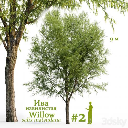 Willow / Salix matsudana #2