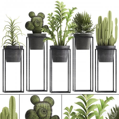 Plant collection 314. Small plants, pot, cactus, rapis, aloe, cireus, indoor, stand, concrete, pot, loft, Zamioculcas, Raphis Palm