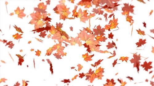 Premium stock video - Dreamy leaves swilling and falling in the wind