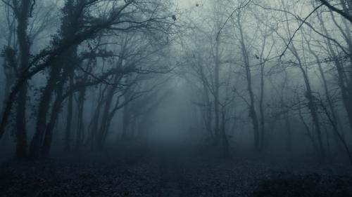Premium stock video - Foggy dark mysterious forest pathway from horror scene, dolly forward from slow to fast