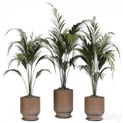 indoor Plant 286