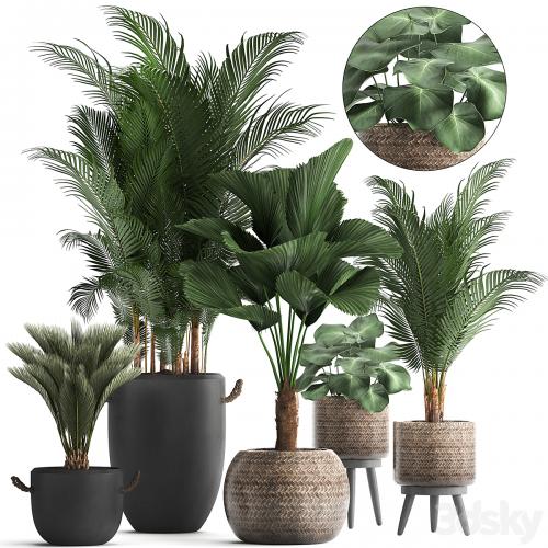 Plant Collection 422. palm, hovea, black flowerpot, basket, pot, tropical plant, likuala, loft, Howea forsteriana