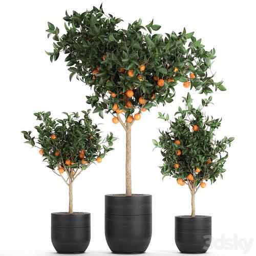A collection of fruit orange trees in black pots Orange, outdoor flowerpot for the garden. Set 718.