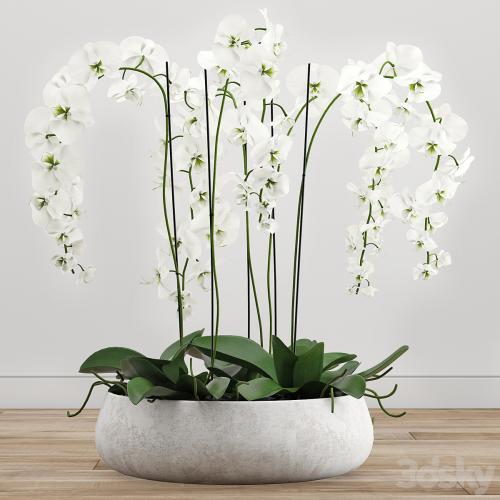 Orchid arrangement 2