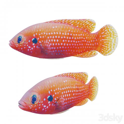 African jewel fish