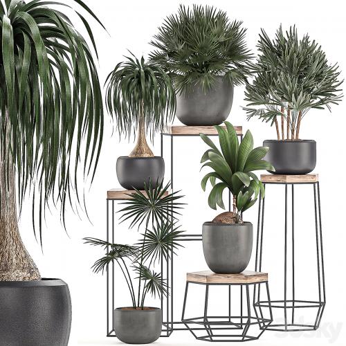 A collection of small plants in pots on stand tables with dracaena, rapeseed, palm, fan, coconut nutsifera. Set 525.
