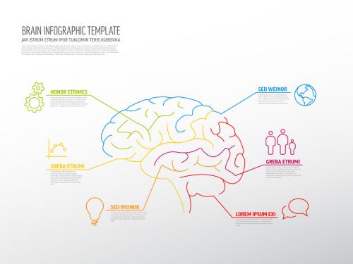 Adobe Stock - Infographic with Brain Illustration - 296419927