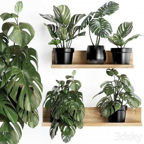 Collection of small plants wooden shelf with flowers in pots with a beautiful monstera bush. Set 403.