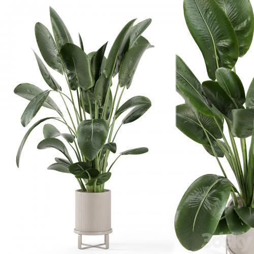 Indoor Plants in Ferm Living Bau Pot Large - Set 765