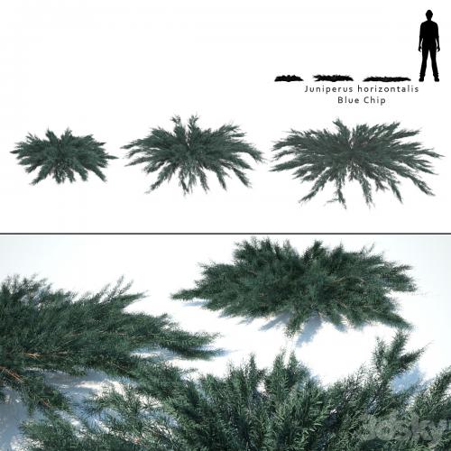 Juniper horizontal | Juniperus horizontalis Blue Chip