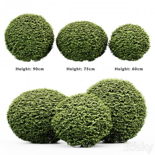 3 Dwarf Yaupon Holly - Spherical Plant