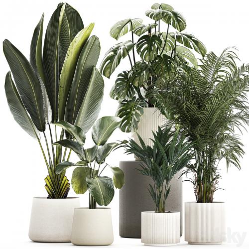 Beautiful plants in pots and flowerpots palm Howea, monstera, Ravenala, Strelitzia, Calathea. set of plants 1320