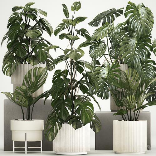 A beautiful interior potted plant is a decorative monstera bush. Set of plants 1213