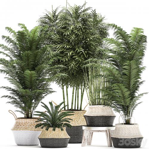 A collection of beautiful lush plants in white baskets with handles with thickets, palm, bamboo, cicada, horsetail. Set 489.