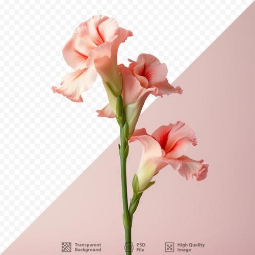 Gorgeous Gladiolus Bloom Against A Transparent Background