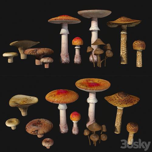 Mushrooms. Set1
