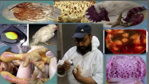 Udemy - poultry farming viral diseases threaten poultry industry