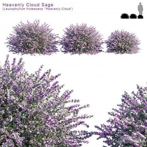 Heavenly Cloud Sage | Leucophyllum frutescens