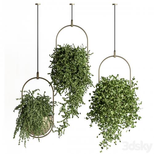 indoor Plant Set 410 - Hanging Plants