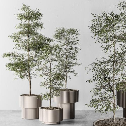 indoor Plant 497 - Sapling Tree