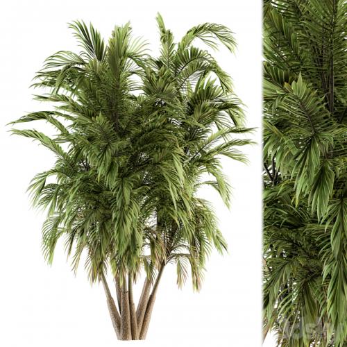 Tree Green Palm bunch - Set 32