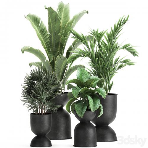 Collection of plants in black metal pots with Strelitzia, banana palm, Alokasia, rapeseed. Set 897.