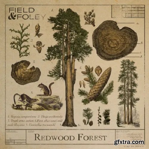 Field and Foley Redwood Forest