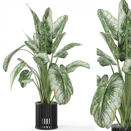 Indoor Plants in Metal Pot - Set 842