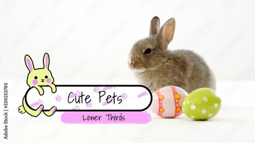 Adobe Stock - Cute Pets Lower Thirds - 339253785