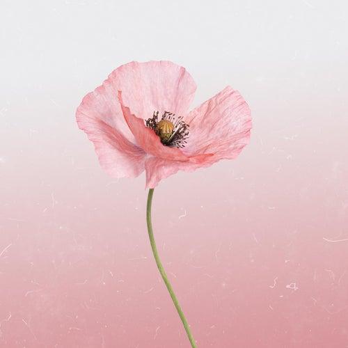Epidemic Sound - Pink Poppy - Wav - V8HoLpaWOu