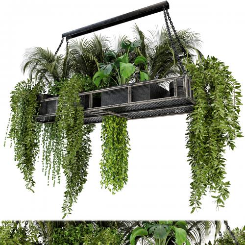 Indoor Hanging Plants in Metal Box - Set 71