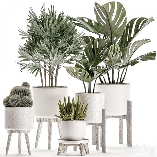 Collection of small plants in white pots on legs with monstera, raspis, palm, cactus, Barrel cactus. Set 509.