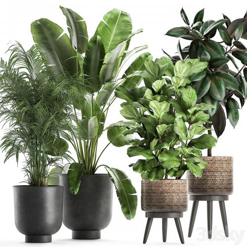 Collection of beautiful plants in black pots and baskets with palm hovea, Strelitzia, ficus, tree, Elastic, Abidjan. Set 860.