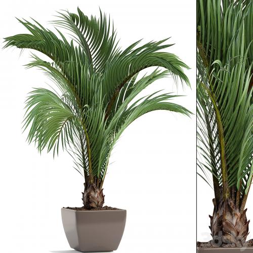 Hedyscepe canterburyana, Areca palm tree, decorative, interior, indoor, pot, flowerpot, flower, decor