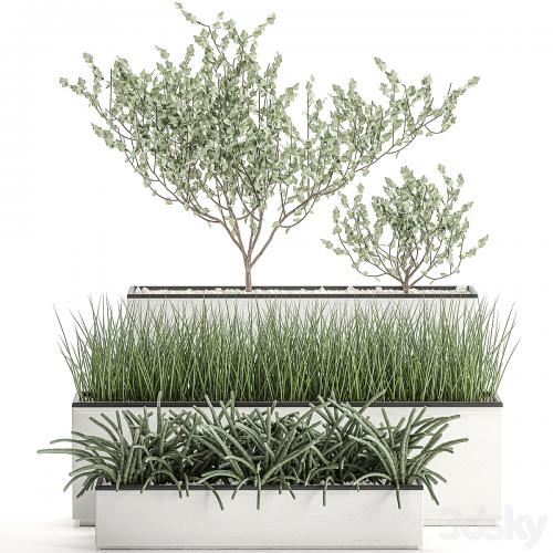 Collection of plants in outdoor white potted flower beds with tree, grass, Sansevieria. Set 585.